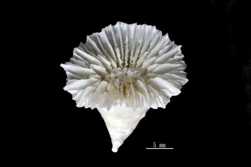 Caryophyllia ambrosia_01