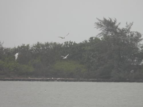 裏海燕鷗 裏海燕鷗