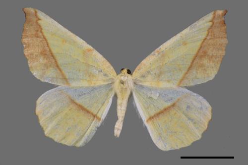 Auaxa cesadaria[鋸褐緣黃尺蛾][00059787]