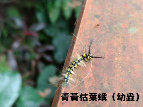 青黃枯葉蛾 台灣亞種 青黃枯葉蛾 台灣亞種