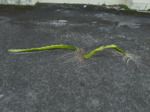 三角柱 火龍果 (霸王花)