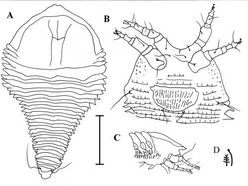 Phaulacus lanyuensis Wang & Huang, 2012 Phaulacus lanyuensis Wang & Huang, 2012