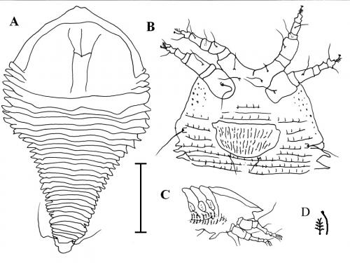 Phaulacus lanyuensis Wang & Huang, 2012