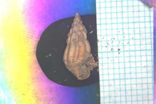 Melanoides tuberculata [ASIZF0100917]