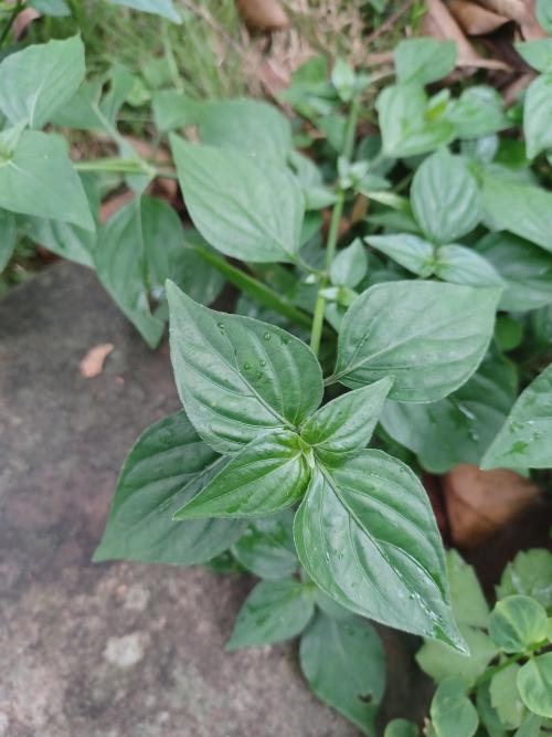 狗肝菜