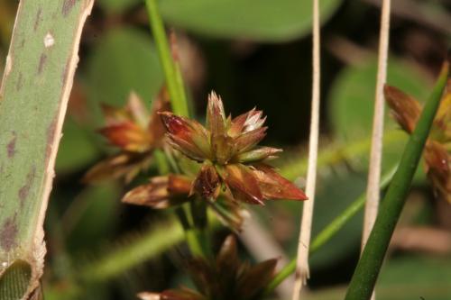 大井氏燈心草-Juncaceae燈心草科-燈心草屬-Juncus ohwianus-IMG_2962