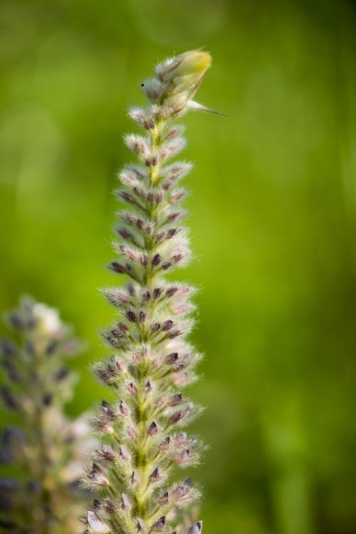 貓尾草