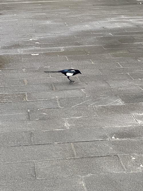 喜鵲 喜鵲