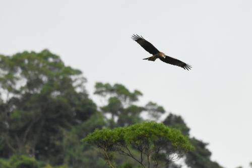 黑鳶 黑鳶