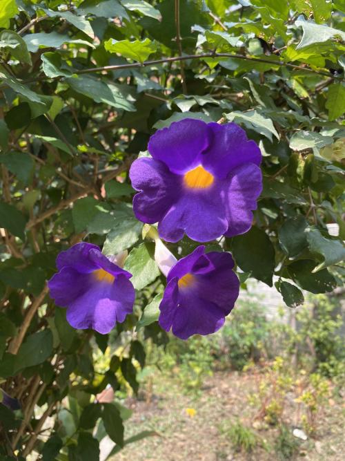立鶴花