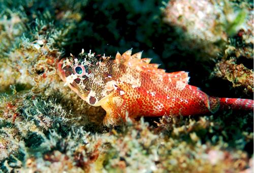 Scorpaenodes evides@fishdb-media-12958