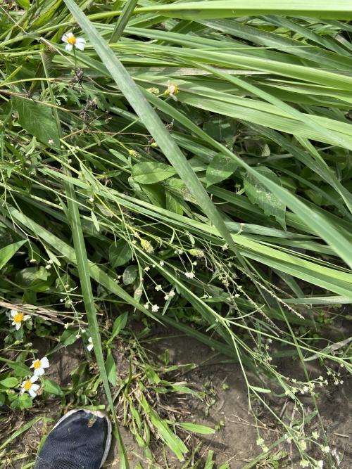 銀膠菊