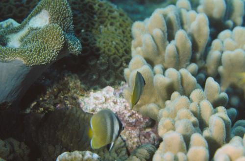 Chaetodon kleinii@fishdb-media-3387