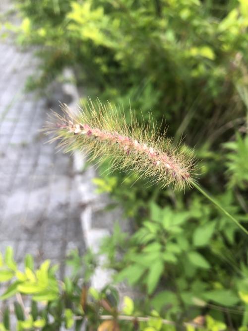 莠狗尾草