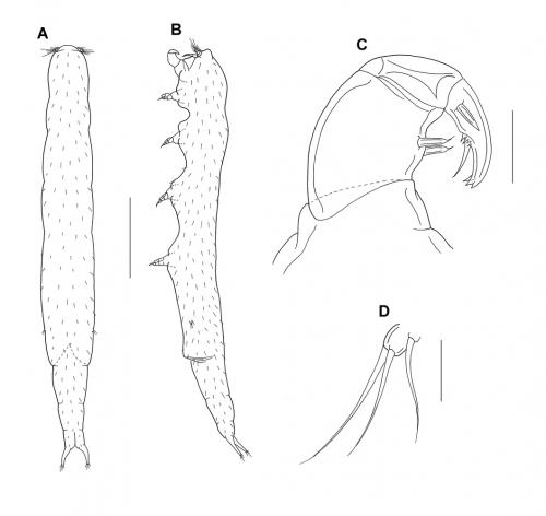 Xarifia dongshensis_雄.jpg