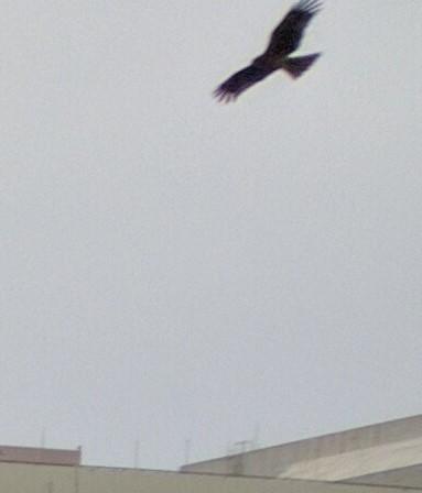 黑鳶 黑鳶