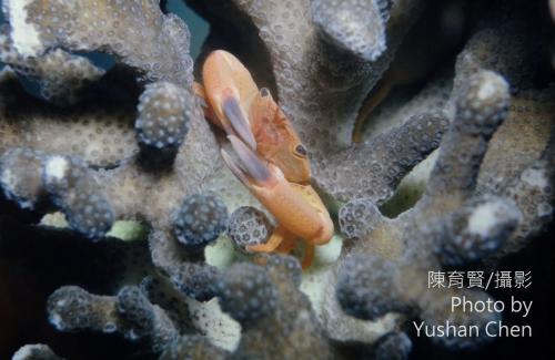 黃梯形蟹 (橘黃梯形蟹) 黃梯形蟹 (橘黃梯形蟹)