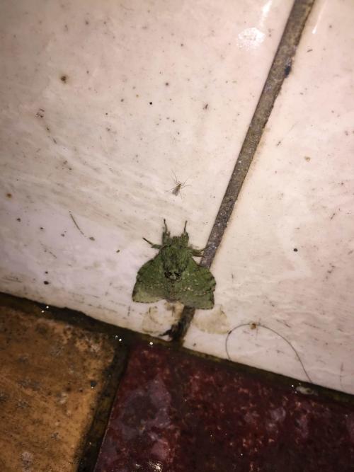 綠蟻舟蛾 綠蟻舟蛾