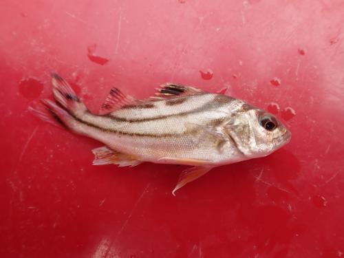 細鱗鯻 彎紋釘公 花身雞魚 細鱗鯻 彎紋釘公 花身雞魚