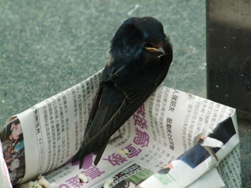 家燕