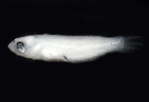 ASIZP0079299