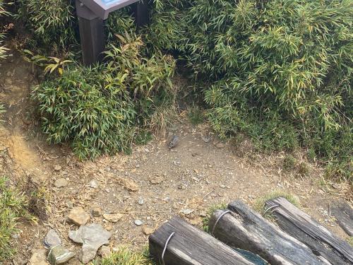 岩鷚 岩鷚