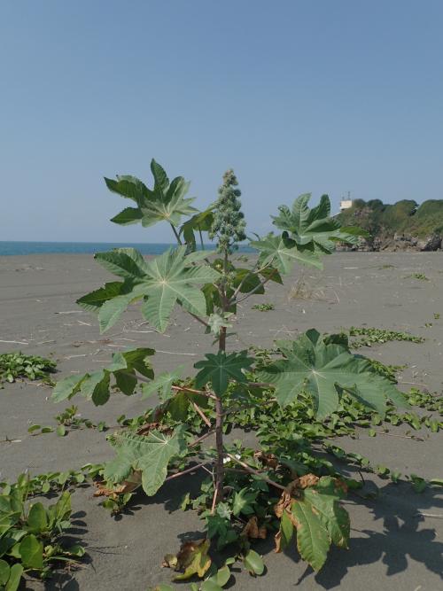 蓖麻 蓖麻
