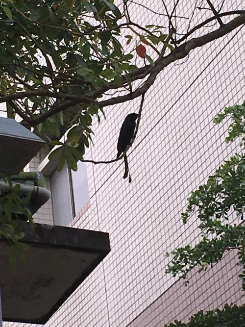 大卷尾 大卷尾