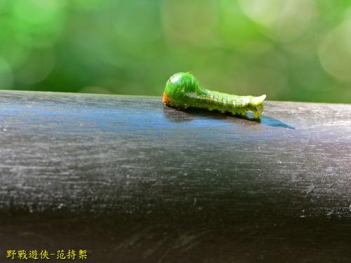 蓮霧赭瘤蛾 蓮霧赭瘤蛾