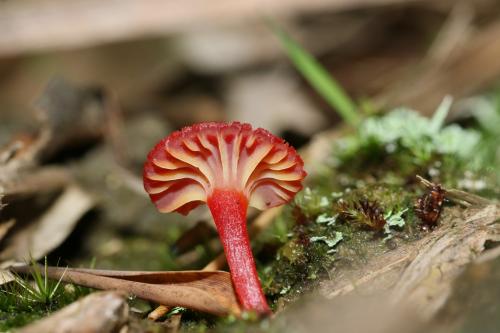 Hygrocybe coccineocrenata(緋紅齒濕傘)