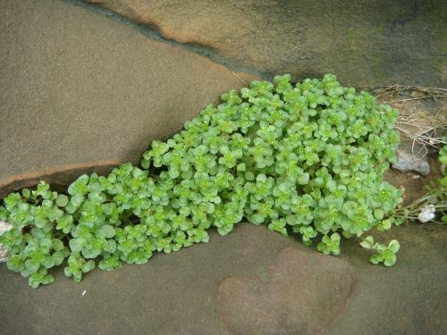  矮冷水麻 Pilea peploides var. peploides 