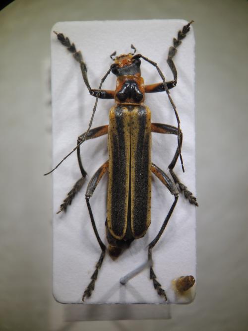 Lycocerus arisanensis (Wittmer, 1954) Lycocerus arisanensis (Wittmer, 1954)
