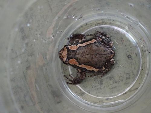 花狹口蛙 花狹口蛙