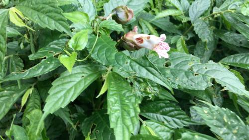 角桐草 角桐草