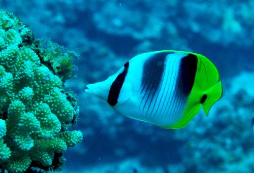 Chaetodon ulietensis@fishdb-media-8945