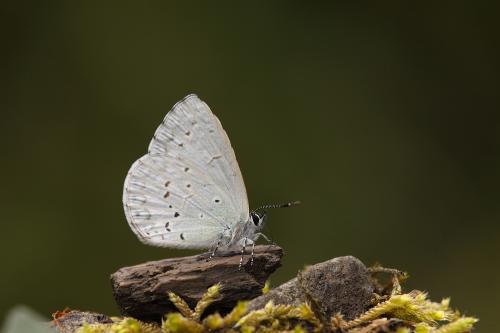 20090930_345702_Celastrina oreas arisana_a.jpg