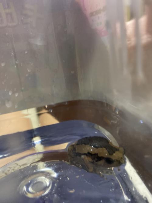花狹口蛙 花狹口蛙