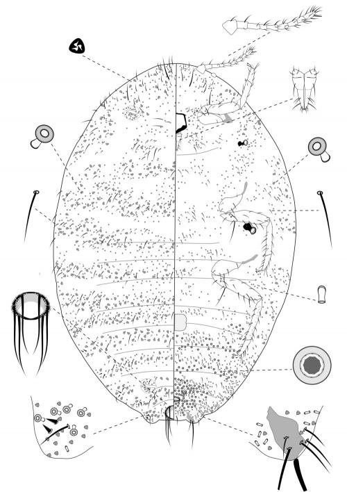 Maconellicoccus hirsutus (Green, 1908)