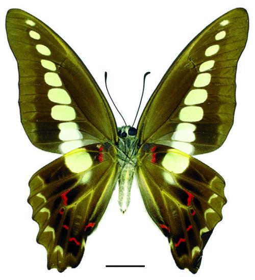Graphium sarpedon sarpedon Linnaeus, 1758 青鳳蝶 Graphium sarpedon sarpedon Linnaeus, 1758 青鳳蝶