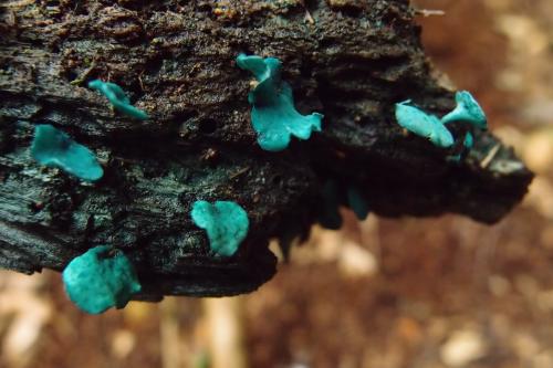 Chlorociboria aeruginascens(小孢綠杯盤菌)