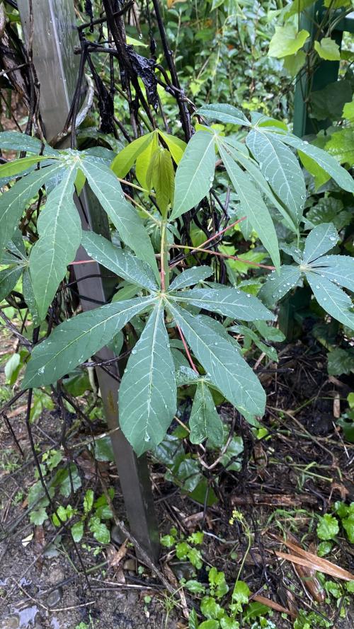 木薯