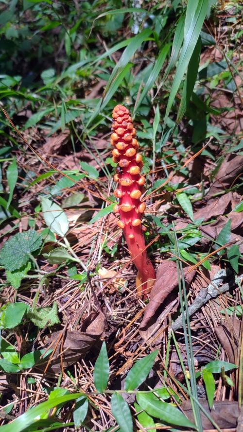 穗花蛇菰