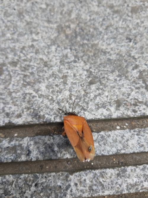 荔蝽 荔蝽