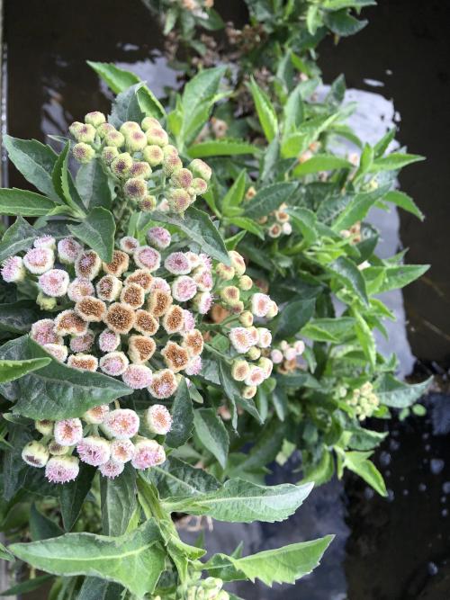 翼莖闊苞菊