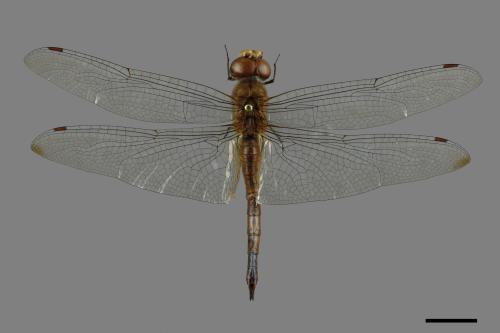 Pantala flavescens[薄翅蜻蜓][00091180]