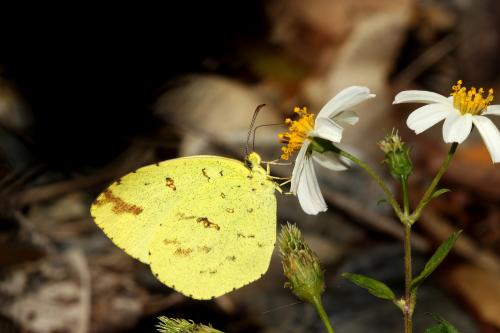 Eurema mandarina Eurema mandarina