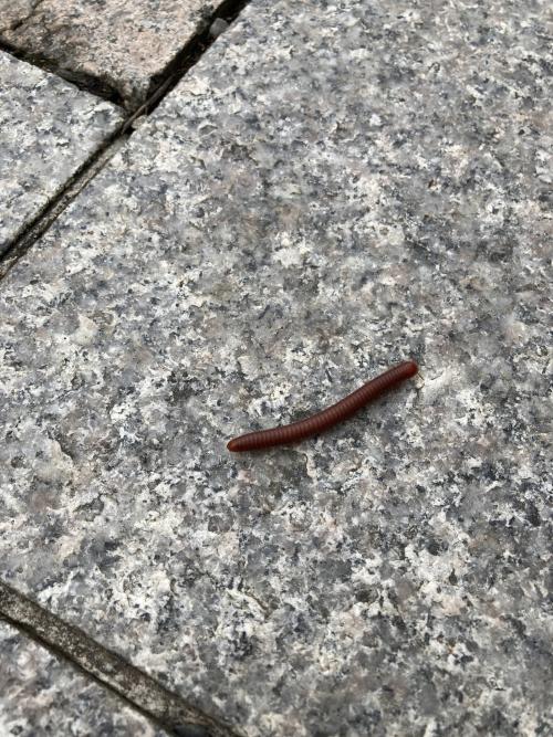 磚紅厚甲馬陸 磚紅厚甲馬陸