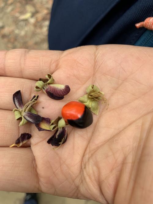單子紅豆