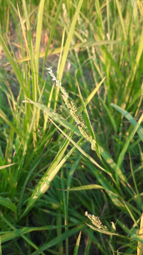 芒稷 (光頭稗)
