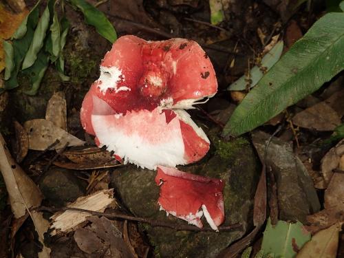 Russula paludosa(沼澤紅菇)